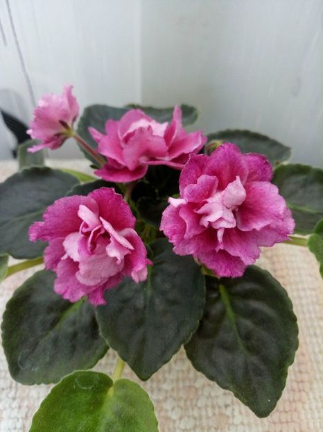 20 apr - ZZ Moroznaja Vishnia -Frosty Cherry