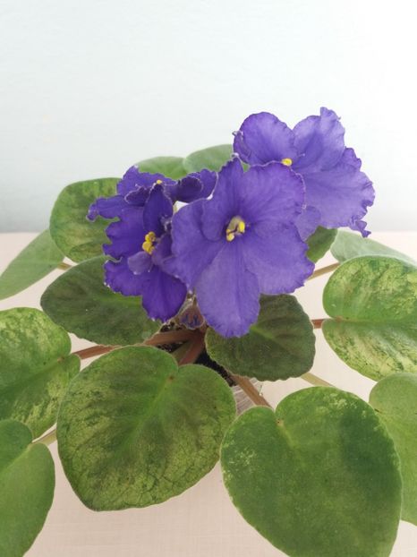 20 apr - ZZ Ethel s Explosion sport