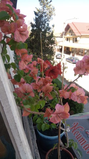  - Bougainvillea