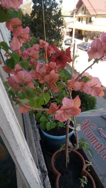  - Bougainvillea