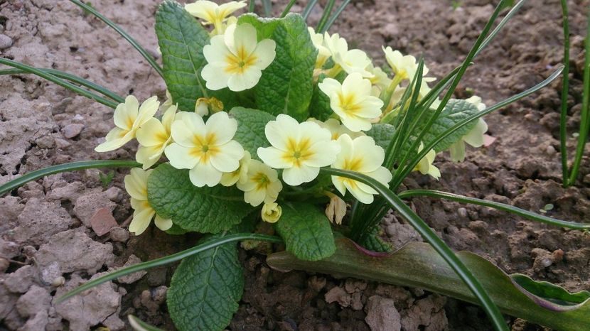  - 0 FLORI 2018 in gradina