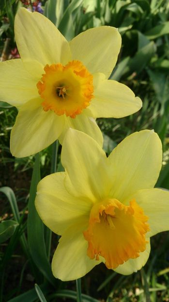  - 0 FLORI 2018 in gradina