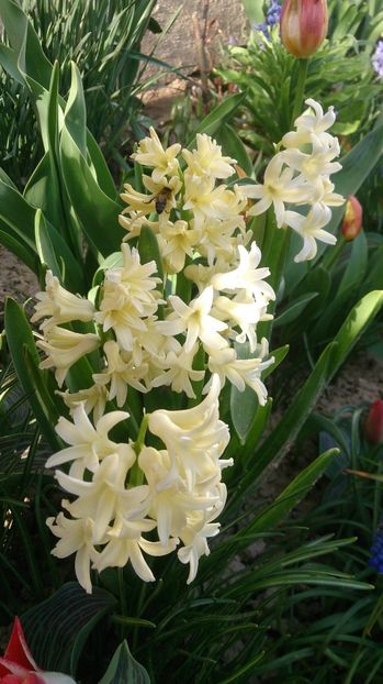  - 0 FLORI 2018 in gradina