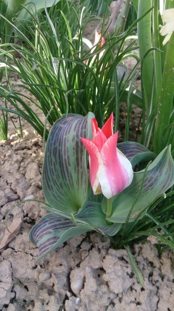  - 0 FLORI 2018 in gradina