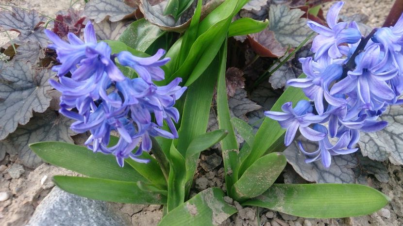  - 0 FLORI 2018 in gradina