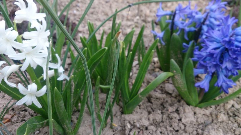  - 0 FLORI 2018 in gradina