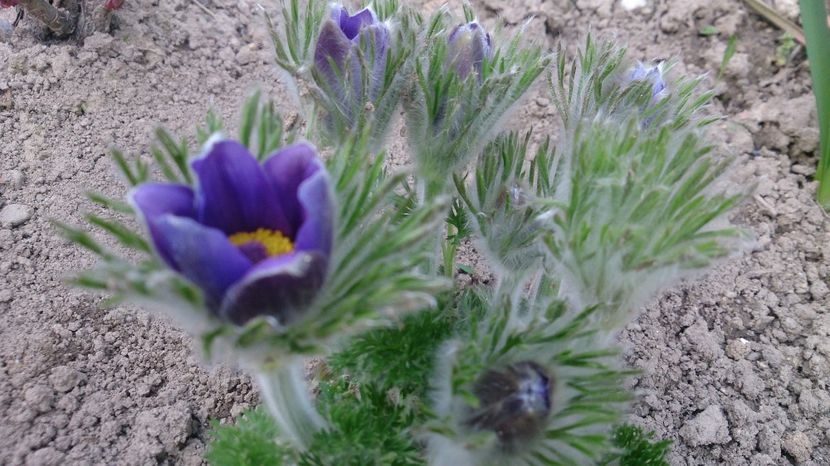  - 0 FLORI 2018 in gradina