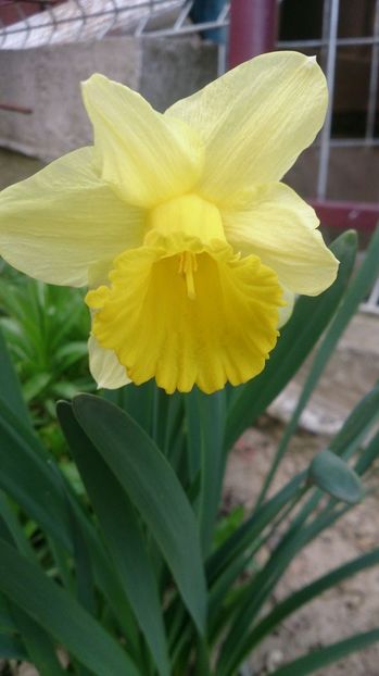  - 0 FLORI 2018 in gradina