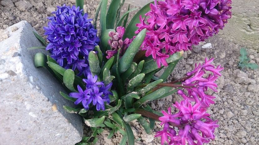  - 0 FLORI 2018 in gradina