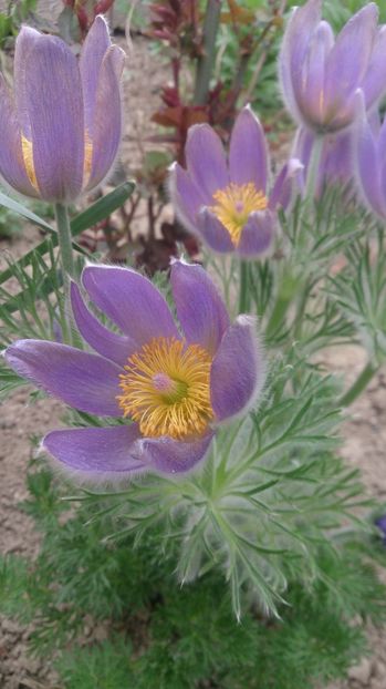  - 0 FLORI 2018 in gradina