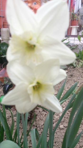  - 0 FLORI 2018 in gradina