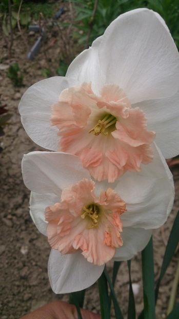  - 0 FLORI 2018 in gradina