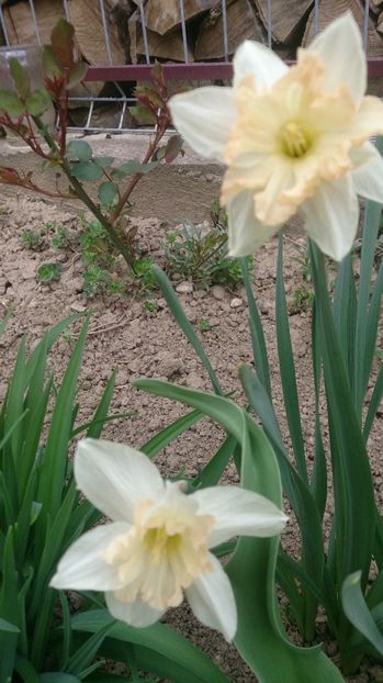  - 0 FLORI 2018 in gradina