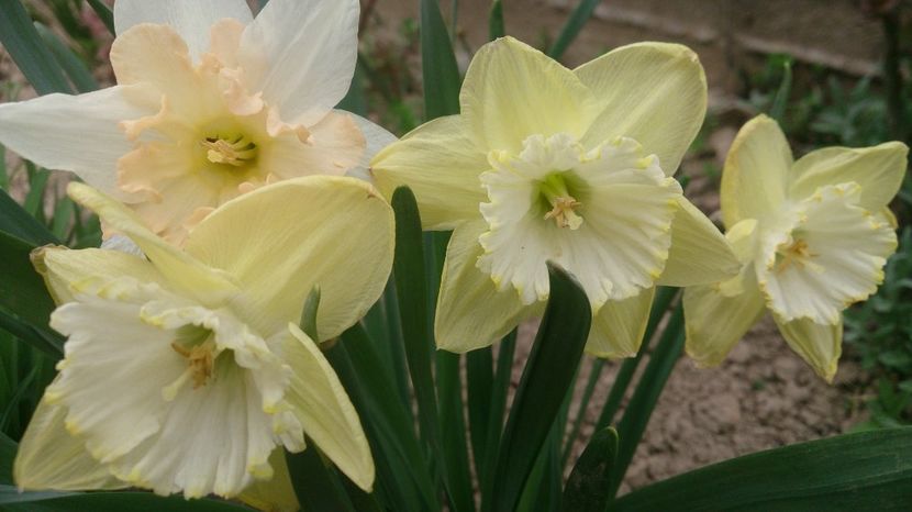  - 0 FLORI 2018 in gradina