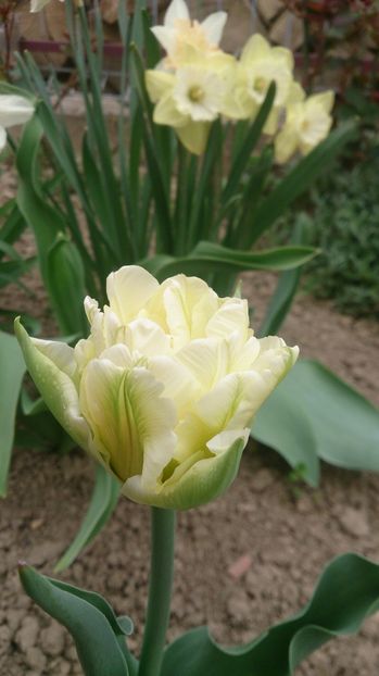  - 0 FLORI 2018 in gradina