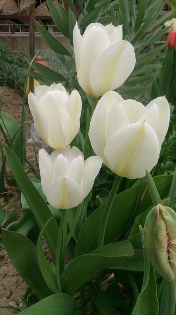  - 0 FLORI 2018 in gradina