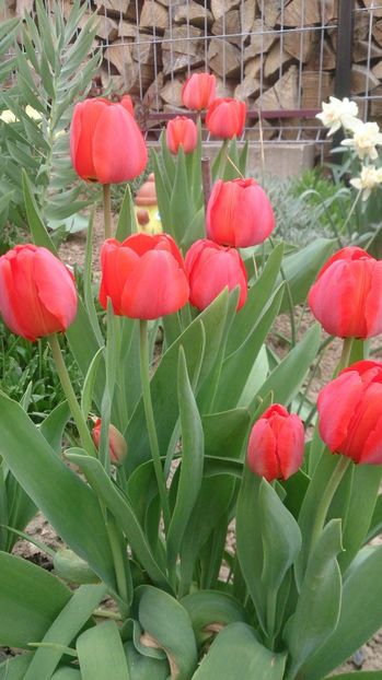  - 0 FLORI 2018 in gradina