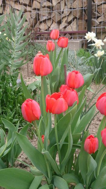  - 0 FLORI 2018 in gradina