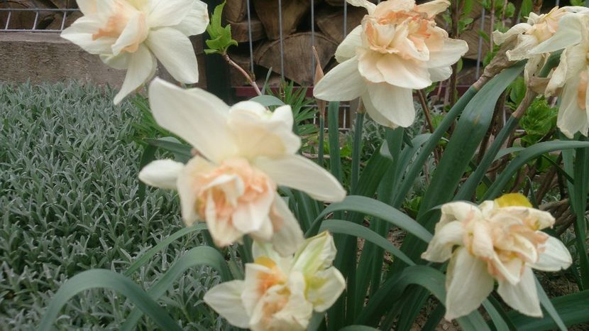  - 0 FLORI 2018 in gradina