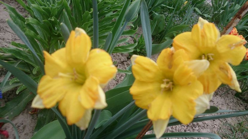  - 0 FLORI 2018 in gradina