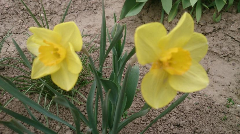  - 0 FLORI 2018 in gradina