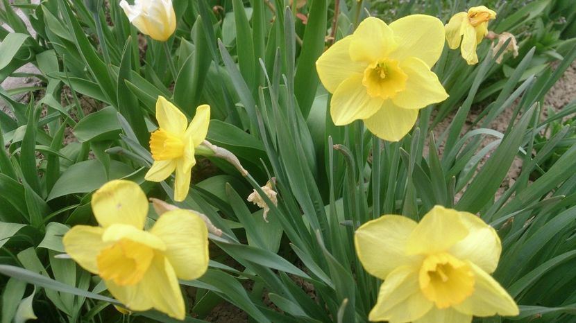  - 0 FLORI 2018 in gradina