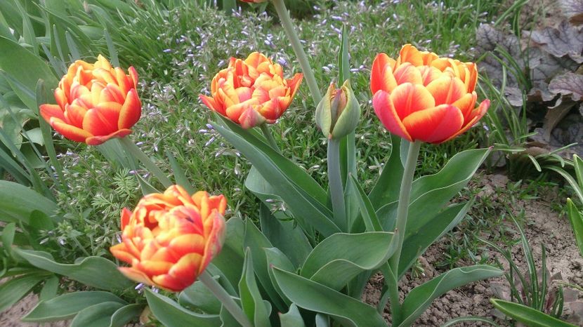  - 0 FLORI 2018 in gradina