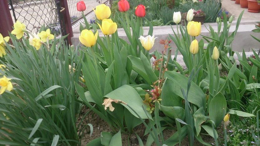  - 0 FLORI 2018 in gradina