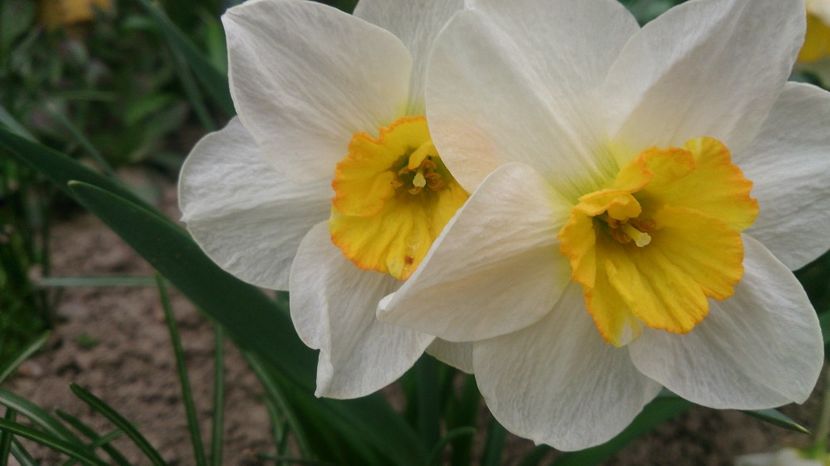  - 0 FLORI 2018 in gradina