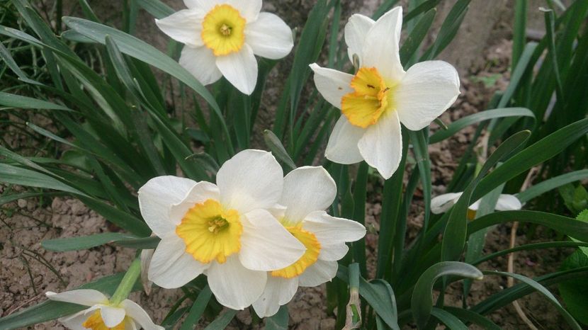  - 0 FLORI 2018 in gradina