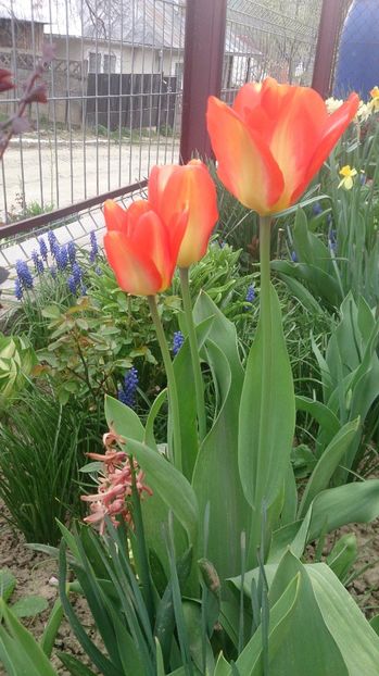  - 0 FLORI 2018 in gradina