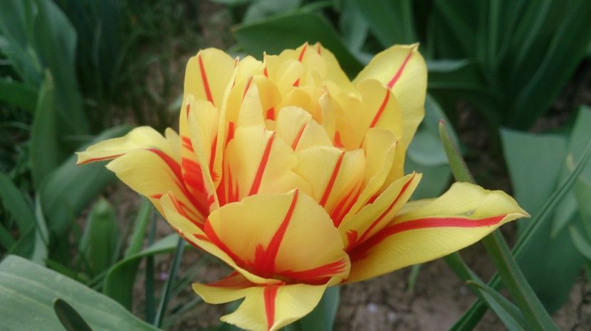  - 0 FLORI 2018 in gradina