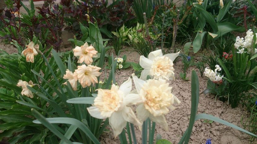  - 0 FLORI 2018 in gradina