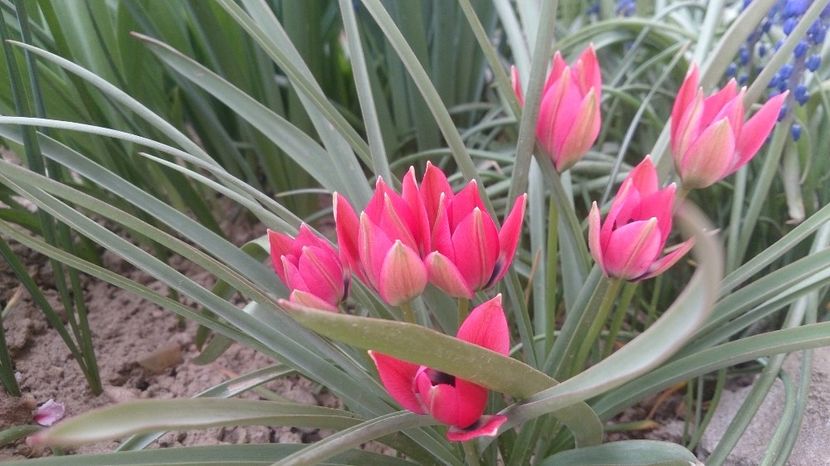  - 0 FLORI 2018 in gradina