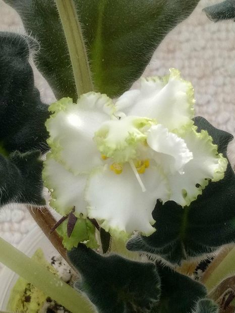 20 apr - ZZ RS Lesnoe Kruzhevo