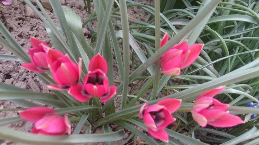  - 0 FLORI 2018 in gradina