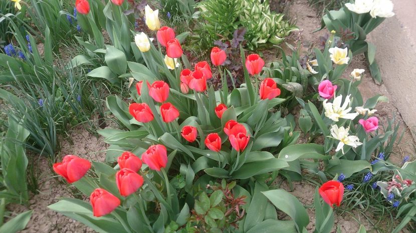  - 0 FLORI 2018 in gradina