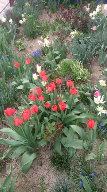  - 0 FLORI 2018 in gradina