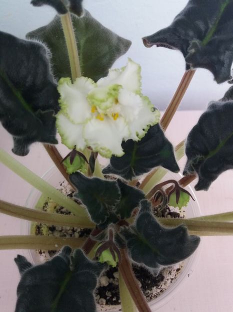 20 apr - ZZ RS Lesnoe Kruzhevo