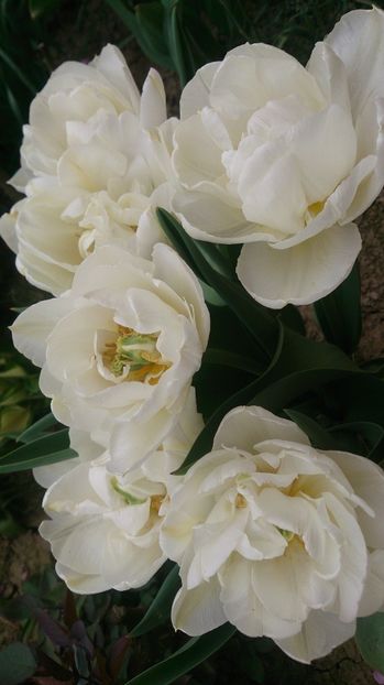  - 0 FLORI 2018 in gradina