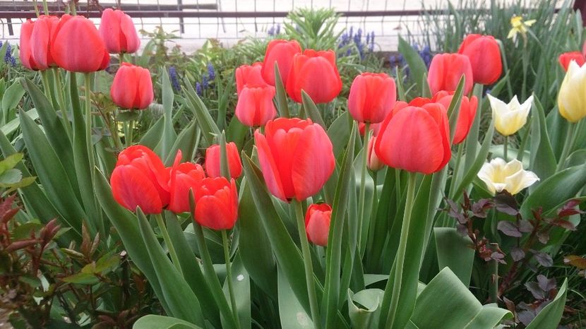  - 0 FLORI 2018 in gradina