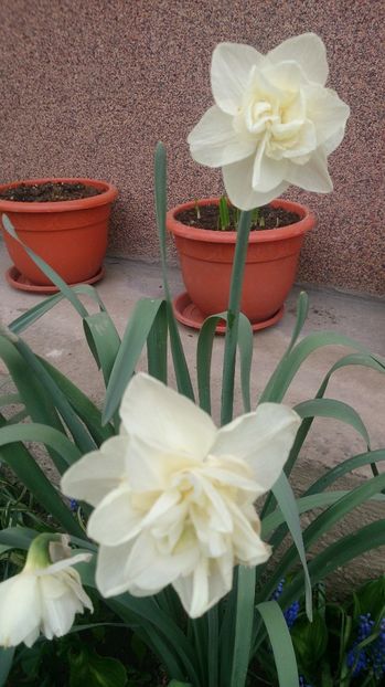  - 0 FLORI 2018 in gradina