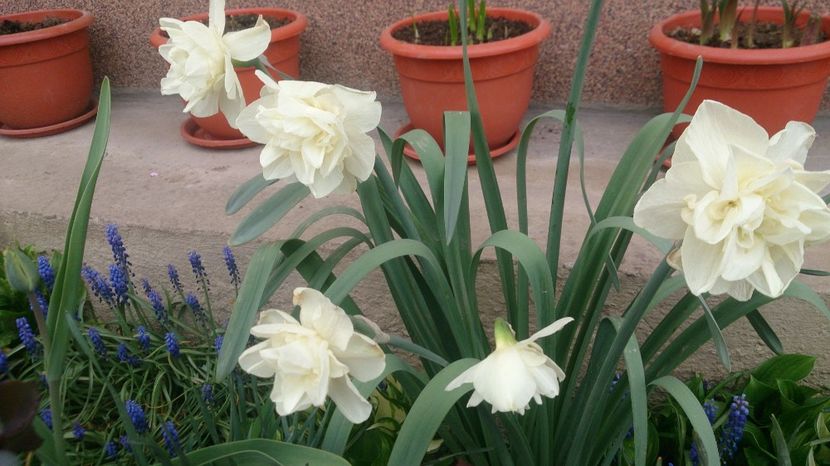  - 0 FLORI 2018 in gradina