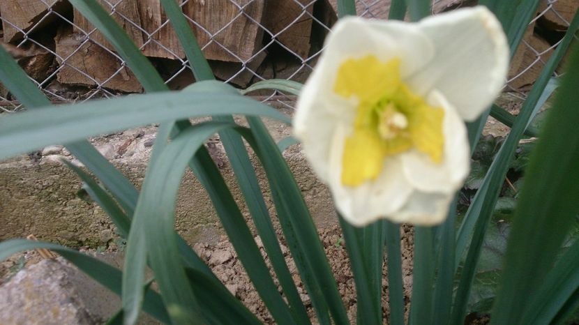  - 0 FLORI 2018 in gradina