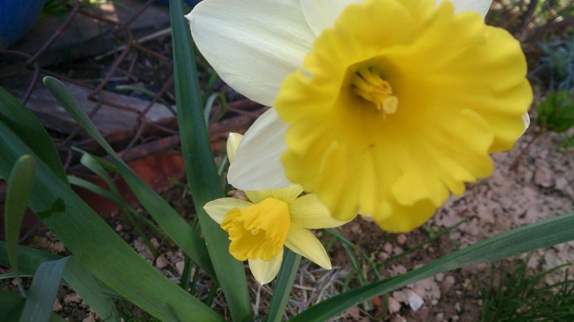  - 0 FLORI 2018 in gradina