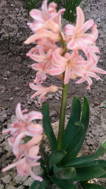  - 0 FLORI 2018 in gradina