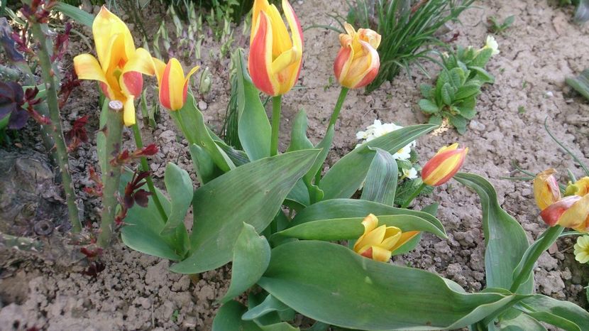  - 0 FLORI 2018 in gradina