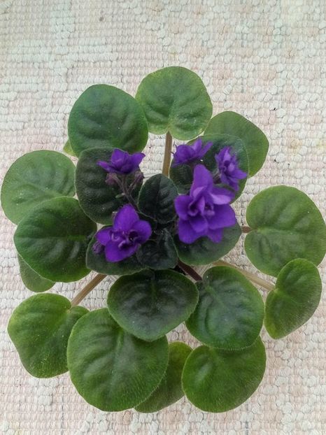 20 apr - ZZ Rob s Denim Demon