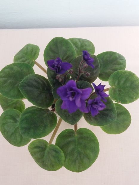 20 apr - ZZ Rob s Denim Demon