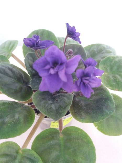 20 apr - ZZ Rob s Denim Demon